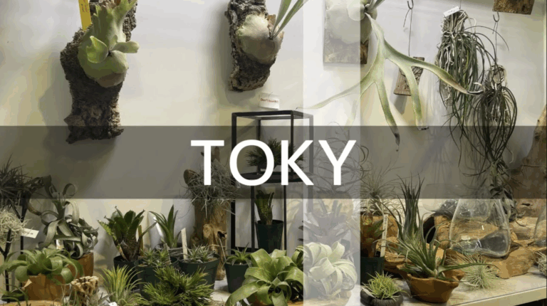 TOKY