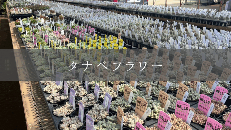 タナベフラワー
