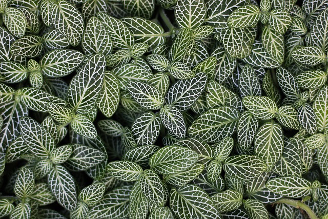 植物の画像