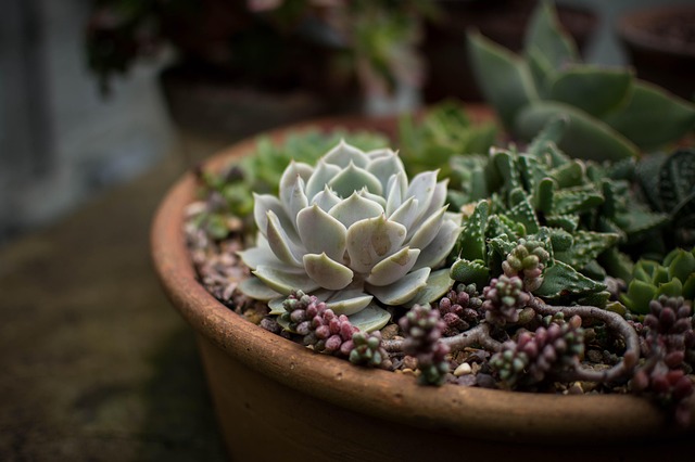 植物の画像