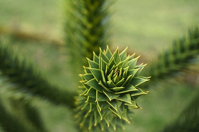 植物の画像