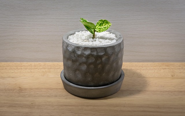 植物の画像