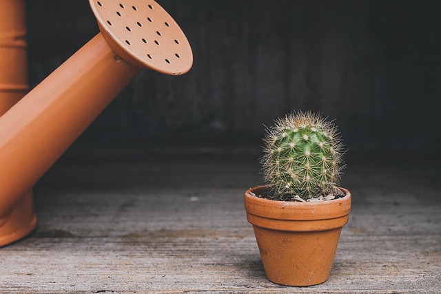 植物の画像