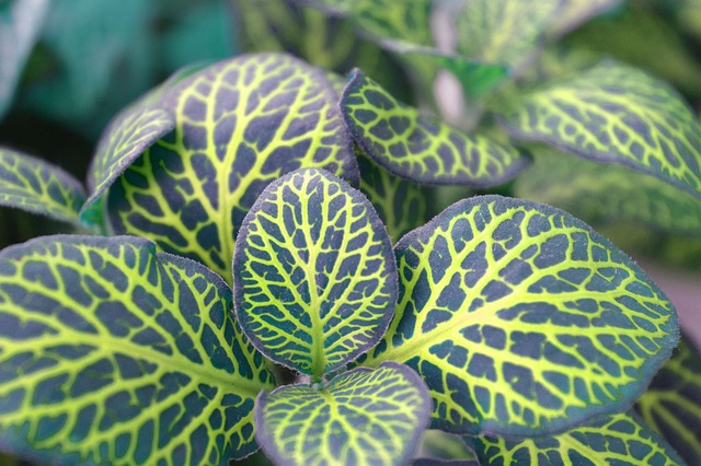植物の画像