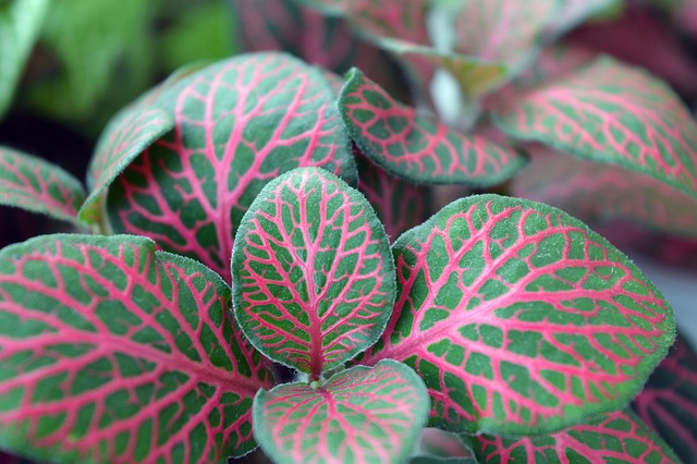 植物の画像