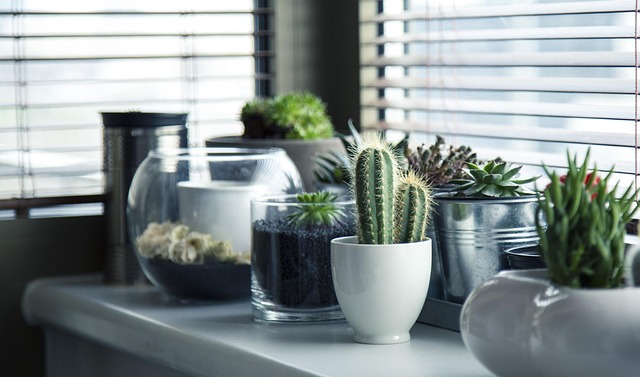 植物の画像