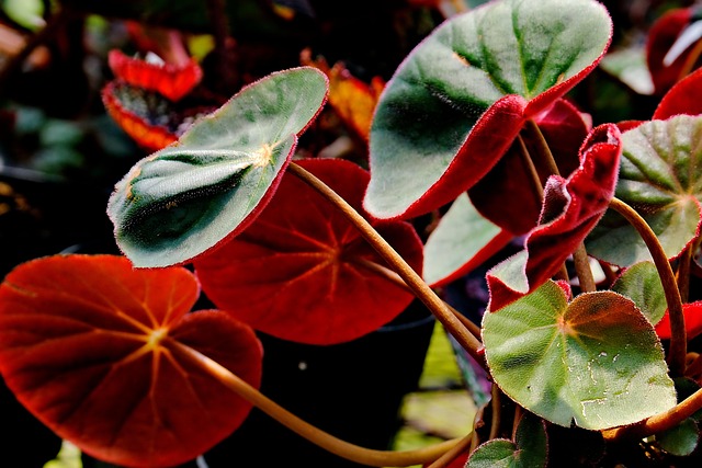 植物の画像