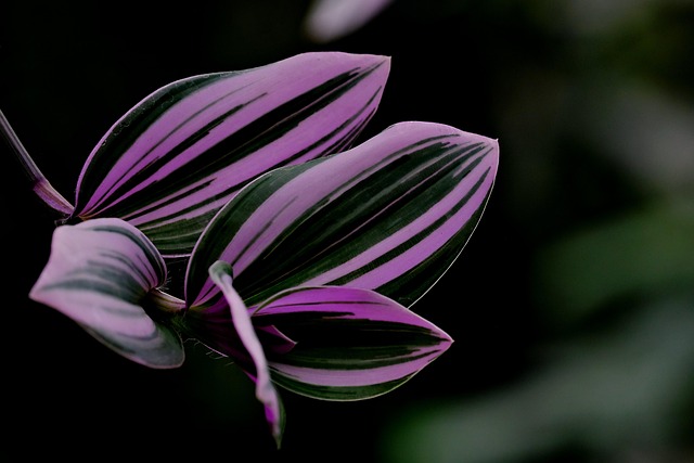 植物の画像