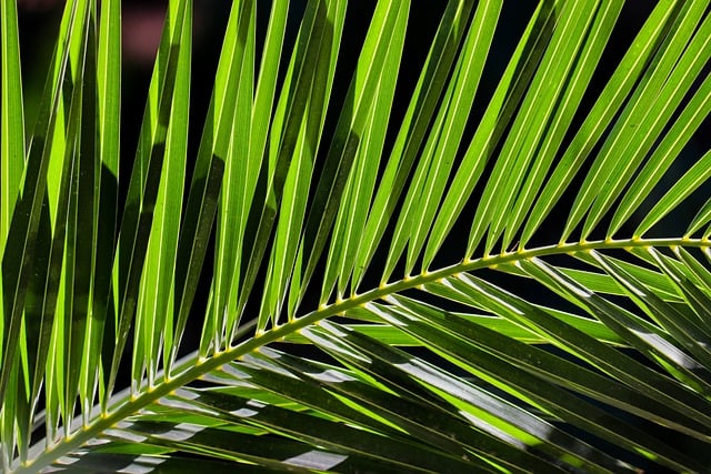植物の画像