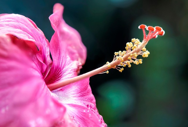 植物の画像