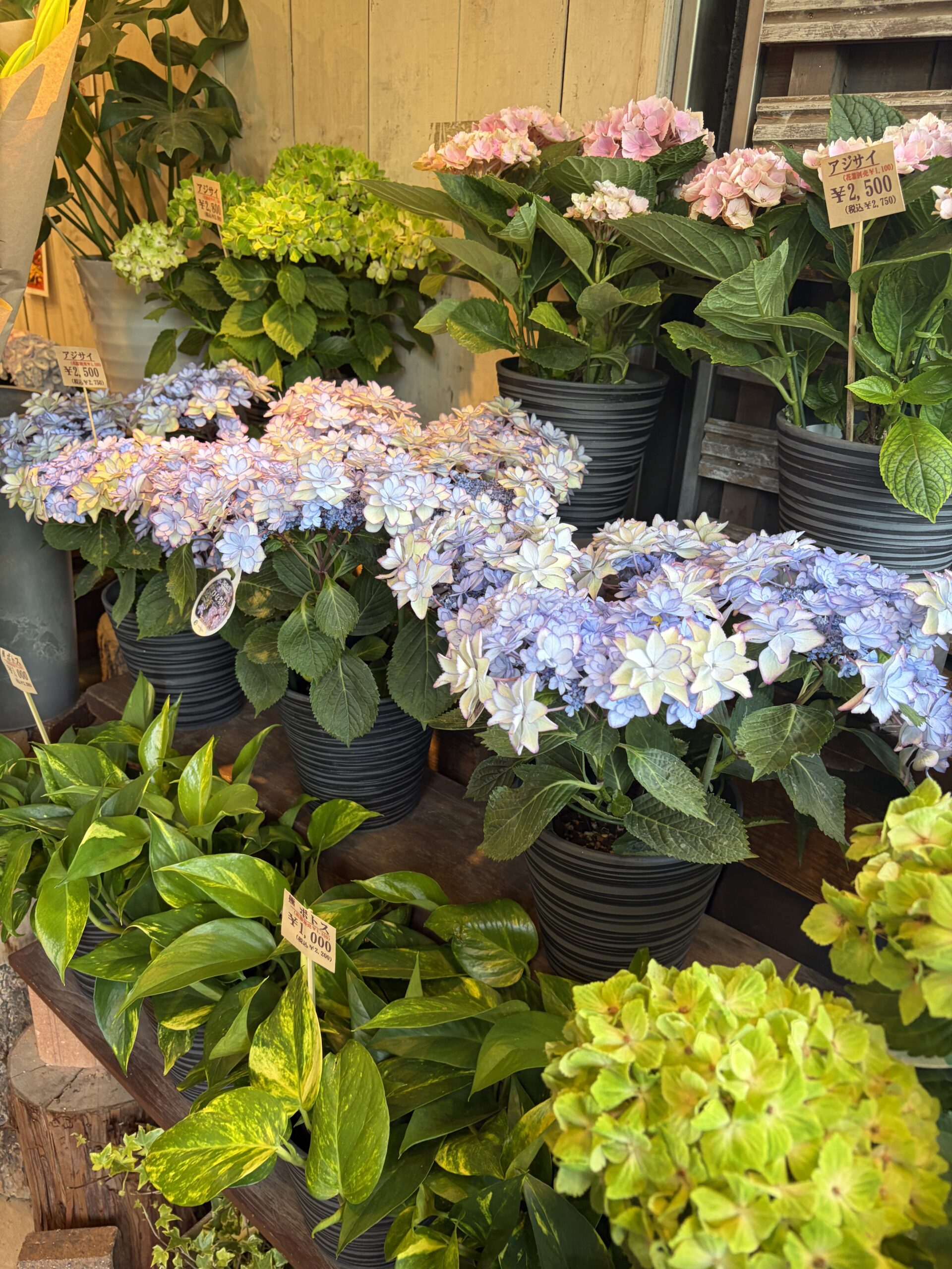 紫陽花