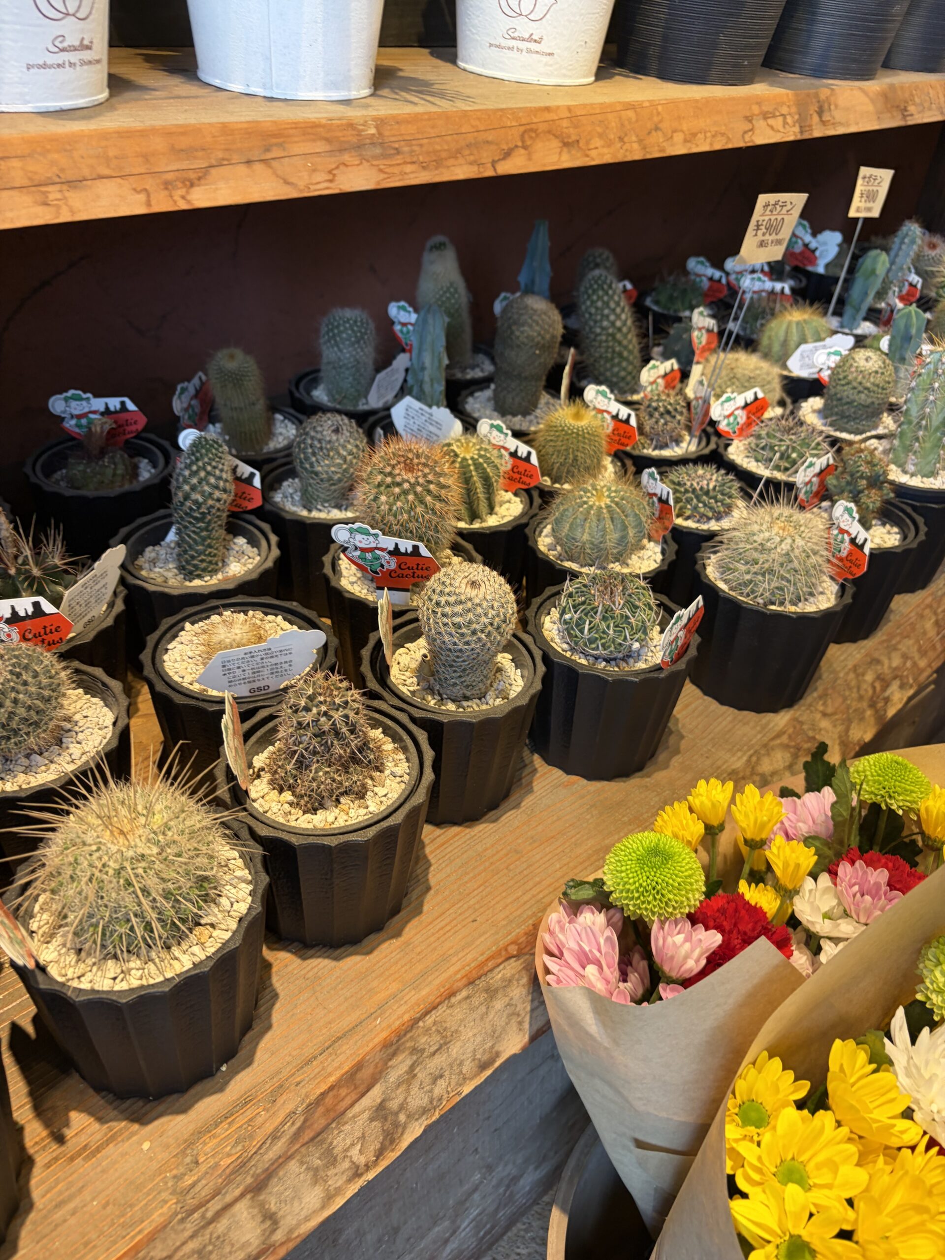 花屋には珍しいサボテンコーナー