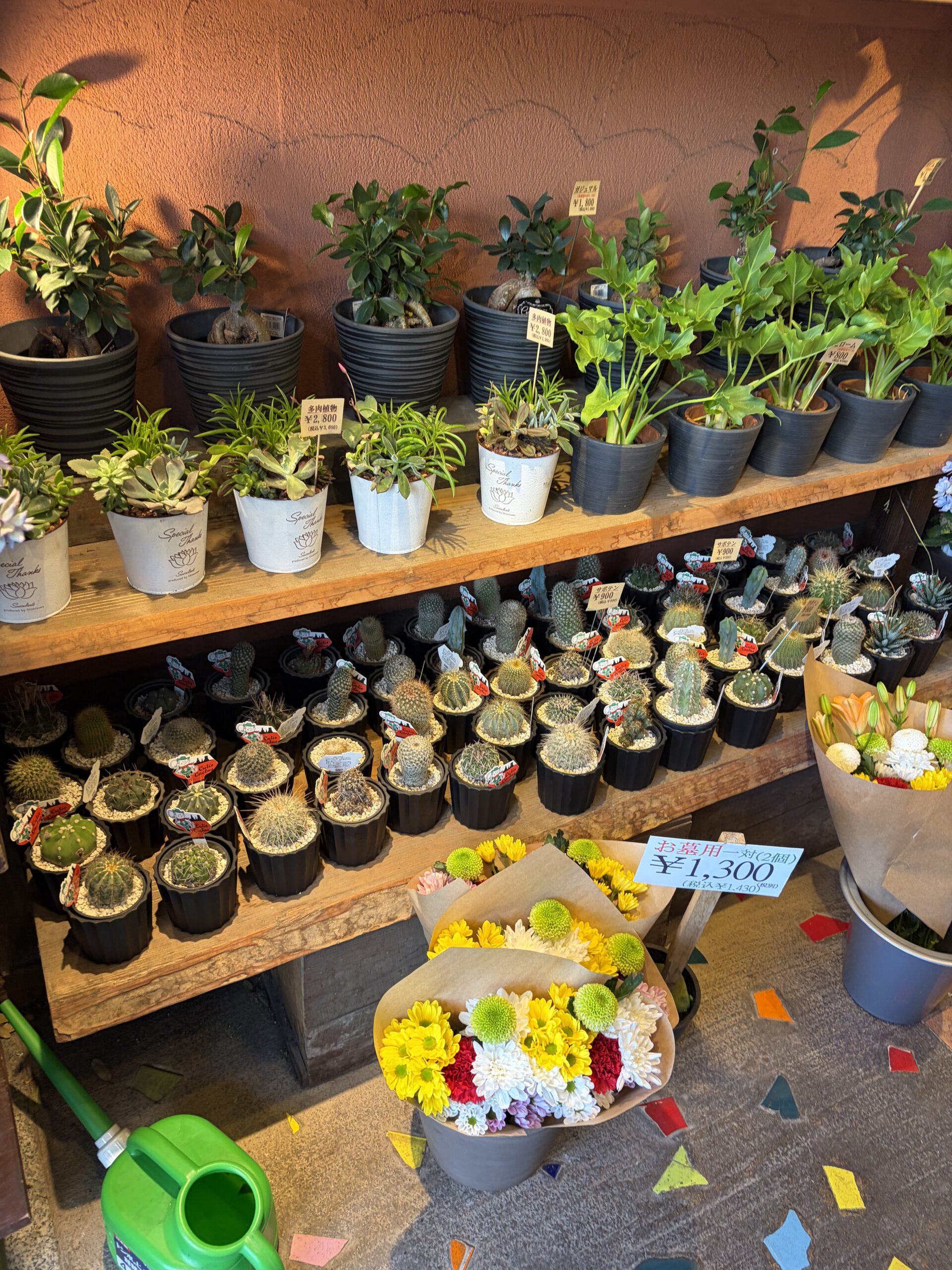 サボテンと観葉植物