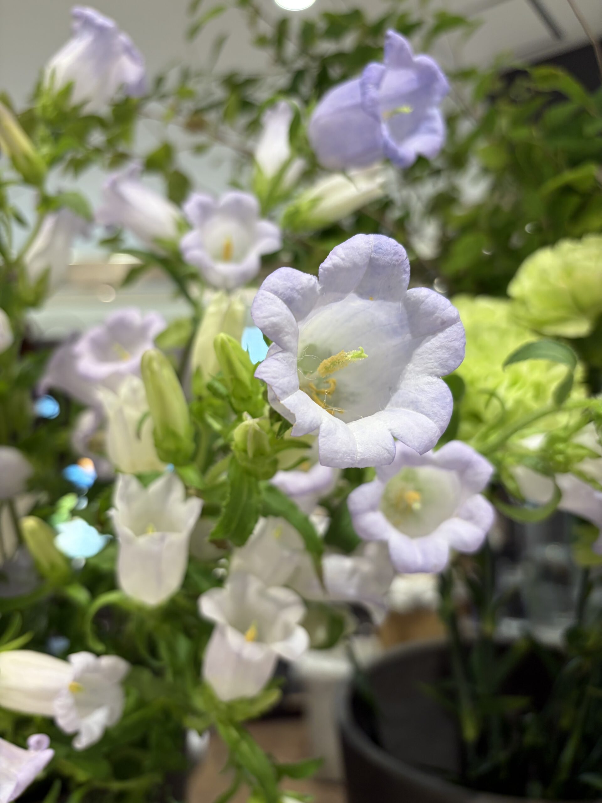 薄い青のかわいいお花