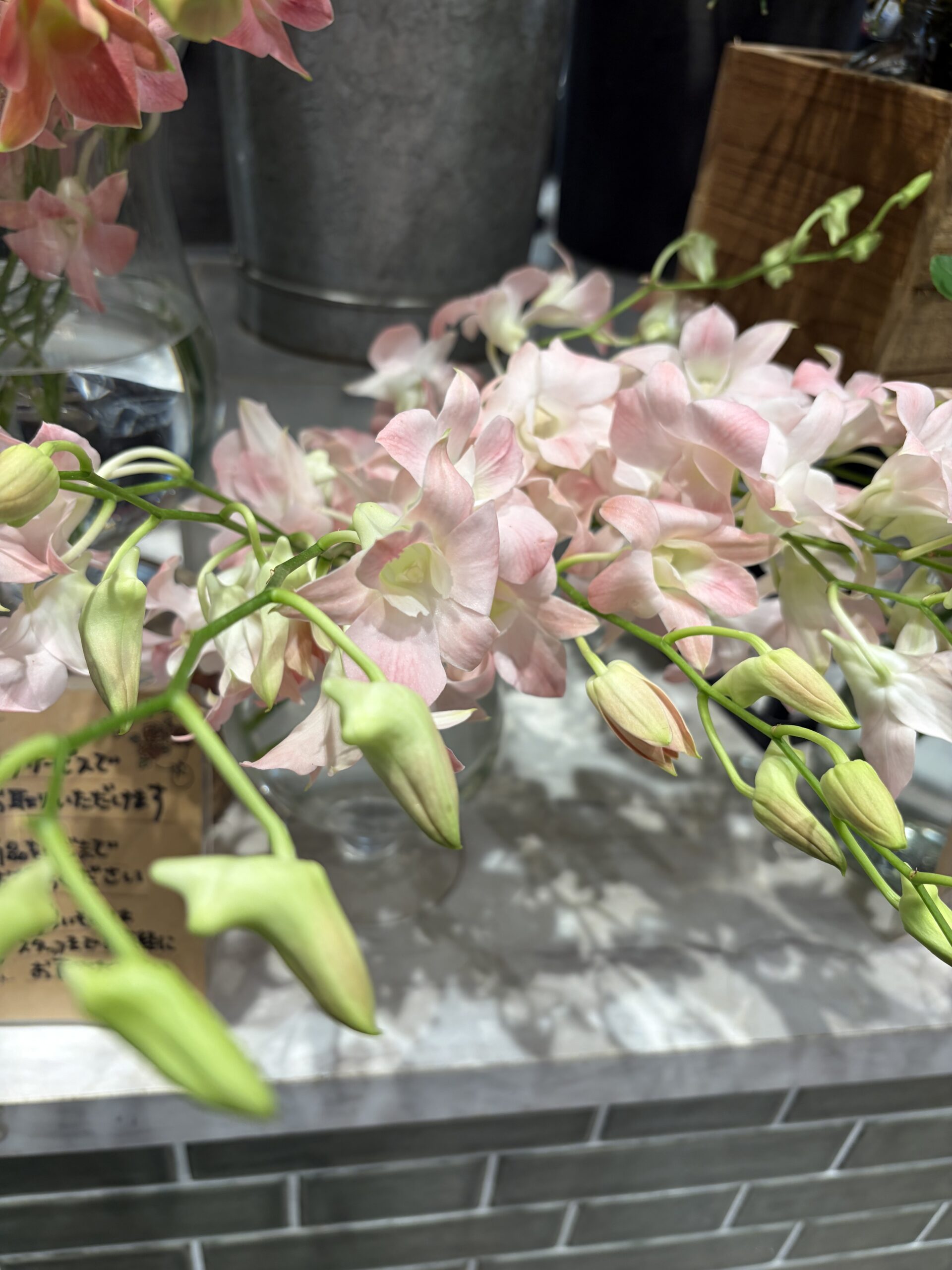 淡いうすピンクの花