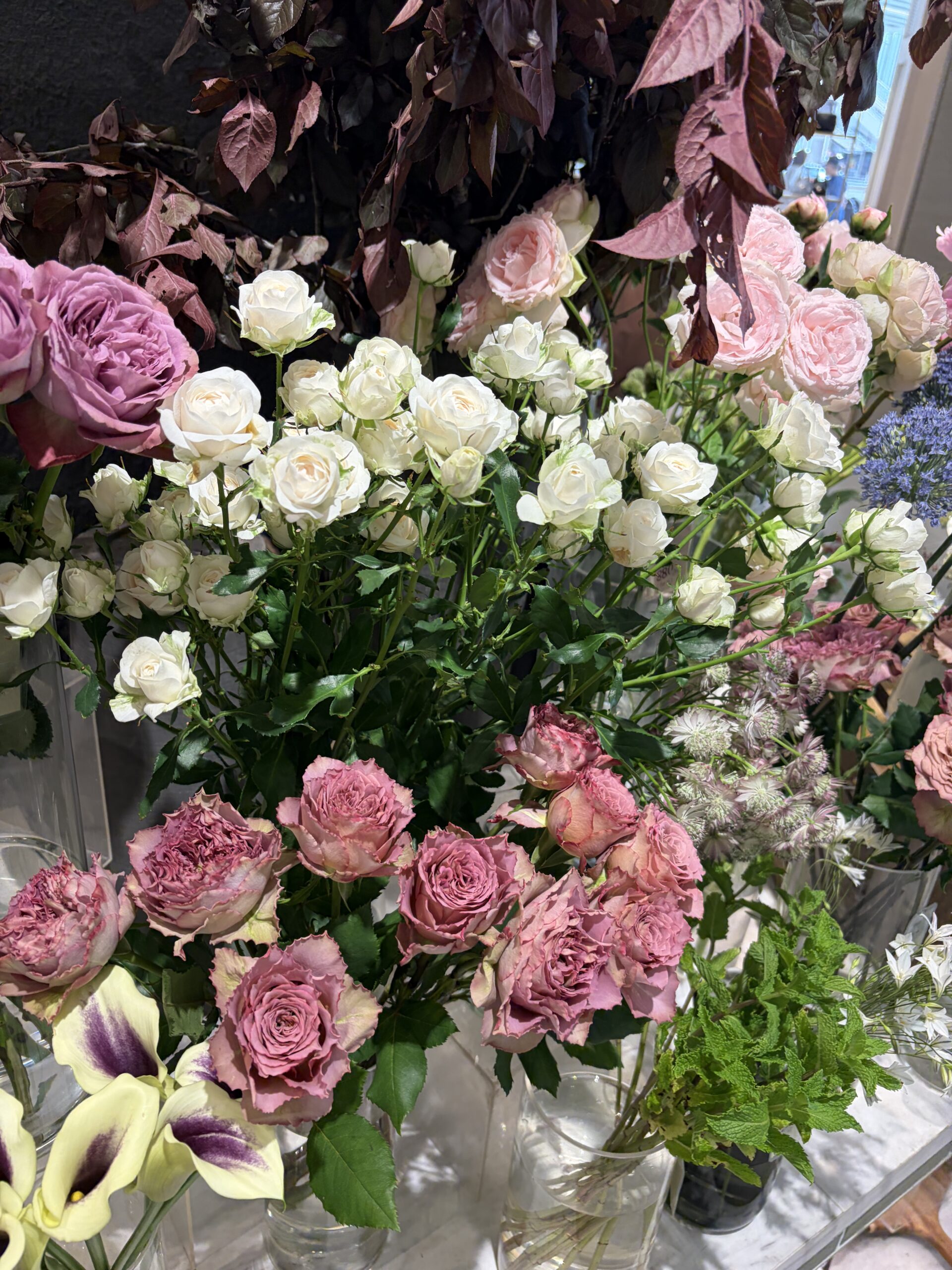 白、ピンクの薔薇