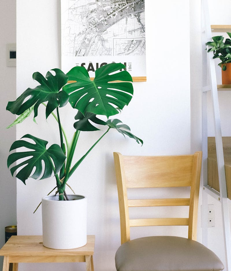 植物ショップ紹介