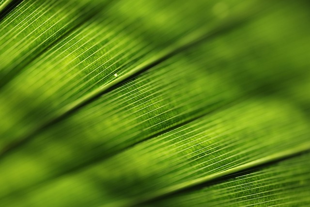 植物の画像