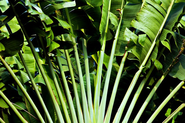植物の画像
