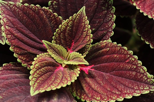 植物の画像
