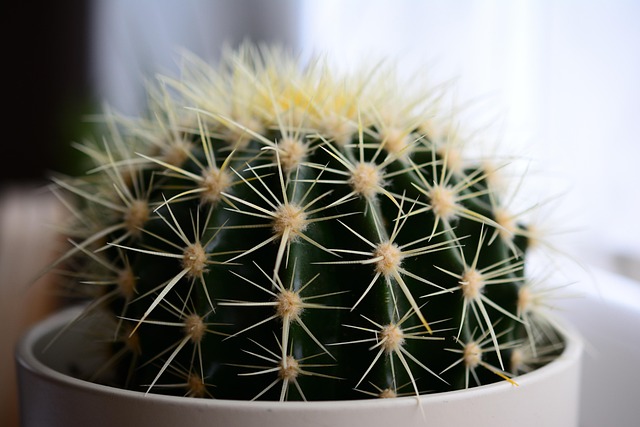 植物の画像