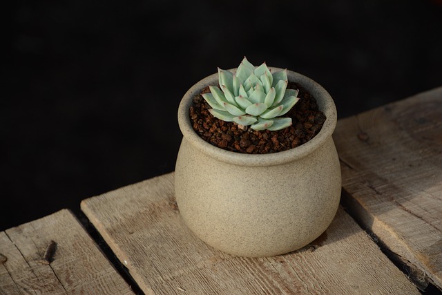 植物の画像