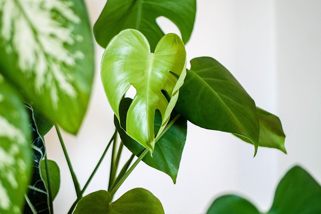 植物の画像