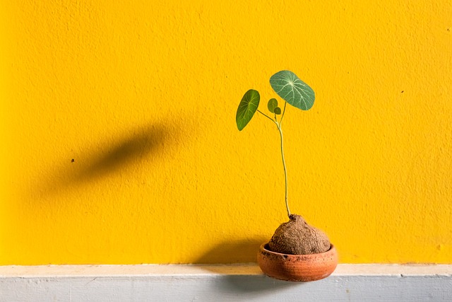 植物の画像