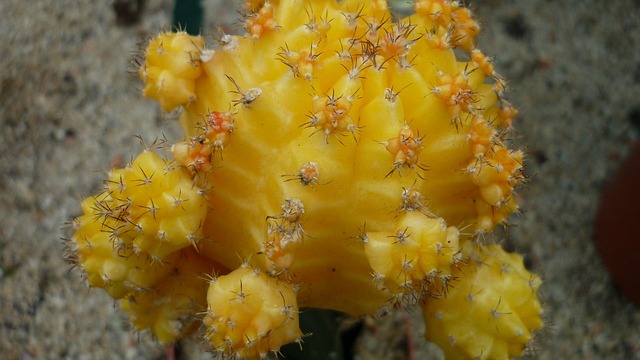 植物の画像