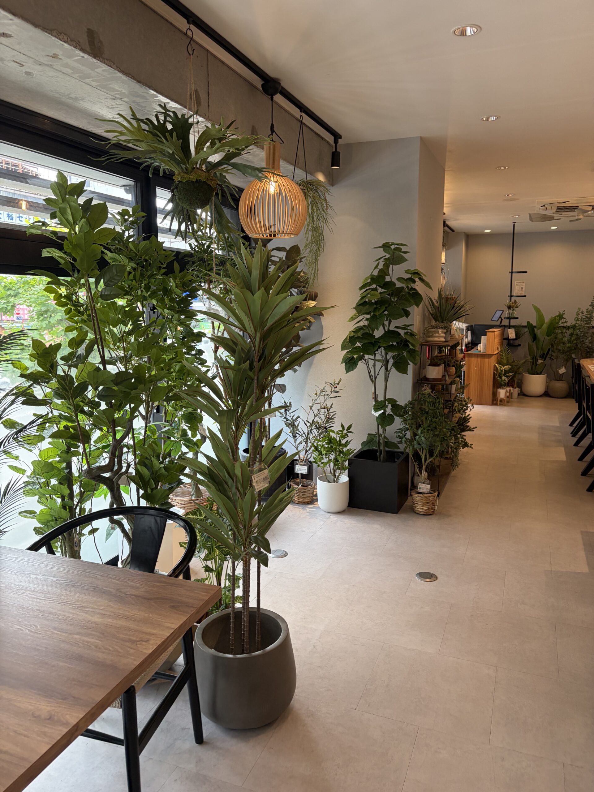 店内の様子、大型観葉植物