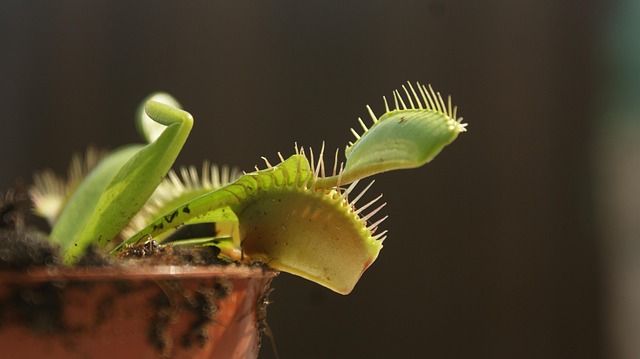 植物の画像