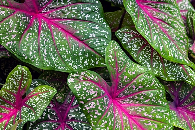 植物の画像
