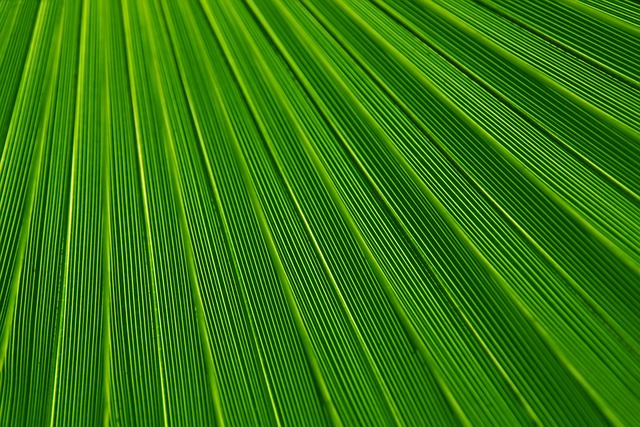植物の画像