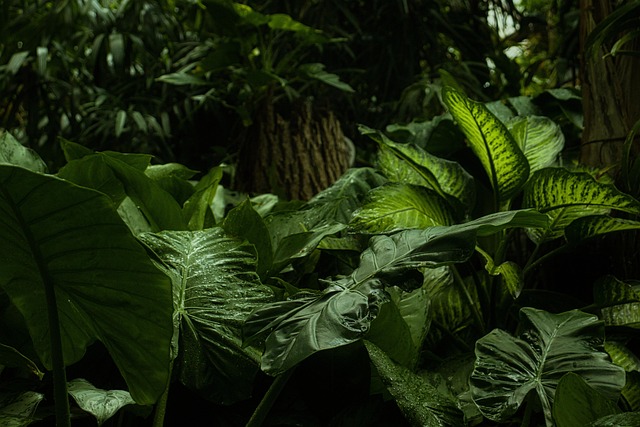 植物の画像