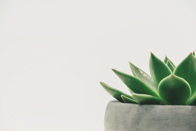 植物の画像